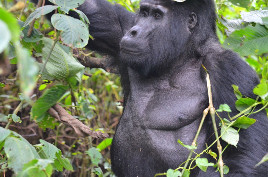 Uganda / Rwanda&nbsp;23.7-3.8.2017